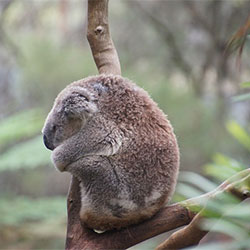 Koala snuggled in a tree