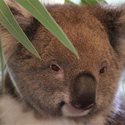 Koala looking tired
