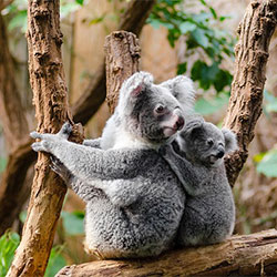 Mama koala named Jilley and her baby
