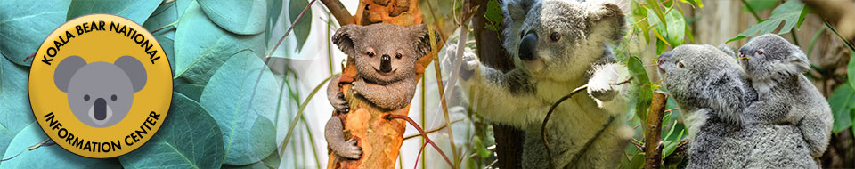 Koala Bear National Information Center logo collaged with koalas in trees