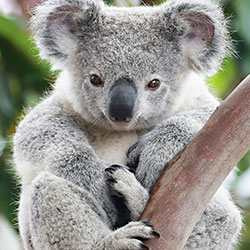 koala sitting in a tee