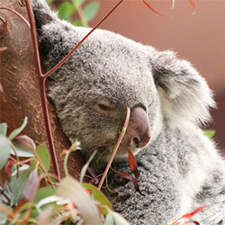 Sleeping koala bear