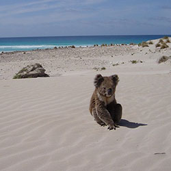 Koala on the beach