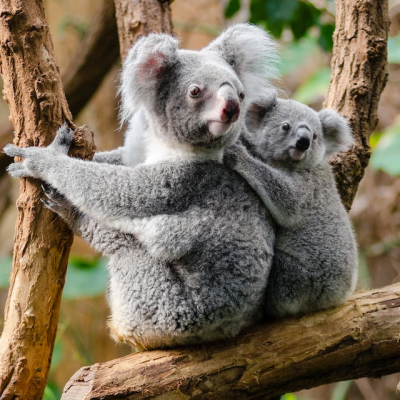 Mama koala and baby sitting on a tree branch outdoors