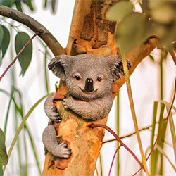 Smiling koala bear