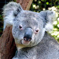 Adult koala bear looking at the camera