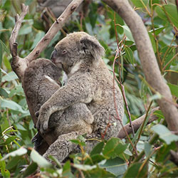 Mama koala named Nooka and her baby