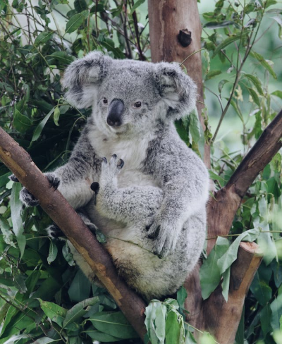 Single koala in a tree outside