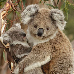 two koalas in a tree