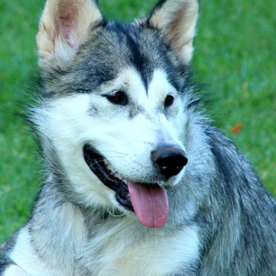 Dog 2