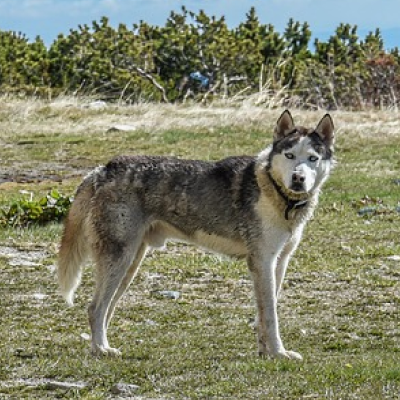 Dog 1