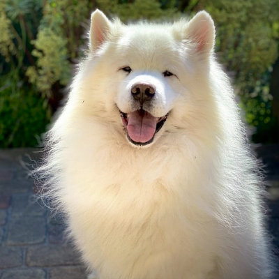 Dog 2