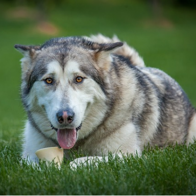 Dog 3