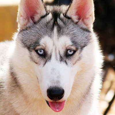 Dog 2